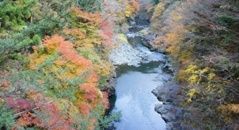 Sungai dipagari pepohonan warna-warni