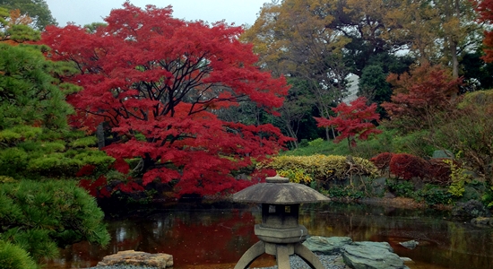 Pohon yang paling merah di Imperial Palace East Gardens hari itu