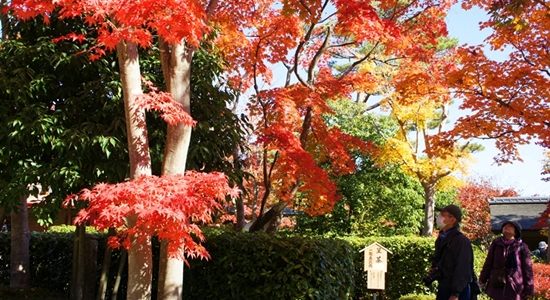 Pohon momiji di Japanese Garden, merahnya lagi bagus bangeeet waktu itu
